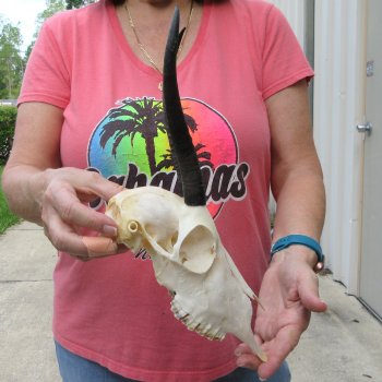 8" Horns on Female Springbok Skull 
