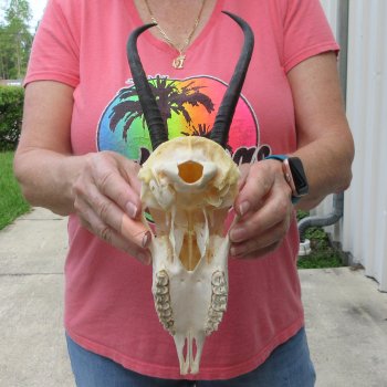 8" Horns on Female Springbok Skull 