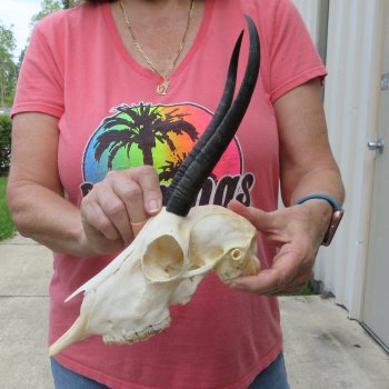 8" Horns on Female Springbok Skull 