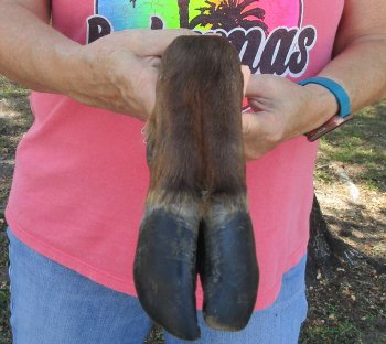 Dried Elk Foot, natural bent pose - 15 inches in length, buy for $25