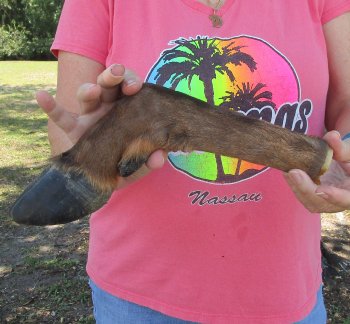 Dried Elk Foot, natural bent pose - 15 inches in length, buy for $25