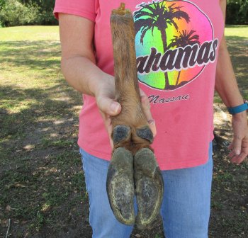 Dried Elk Foot, natural bent pose - 15 inches in length, buy for $25
