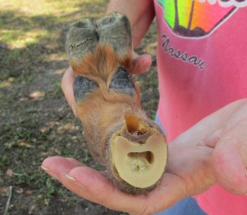 Dried Elk Foot, natural bent pose - 15 inches in length, buy for $25
