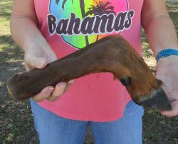 Dried Elk Foot, nat...