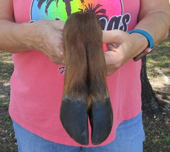 Dried Elk Foot, natural bent pose - 16-1/2 inches in length, buy for $25