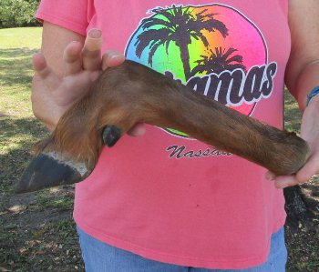 Dried Elk Foot, natural bent pose - 16-1/2 inches in length, buy for $25