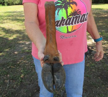 Dried Elk Foot, natural bent pose - 16-1/2 inches in length, buy for $25