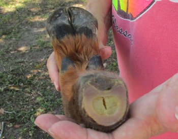 Dried Elk Foot, natural bent pose - 16-1/2 inches in length, buy for $25