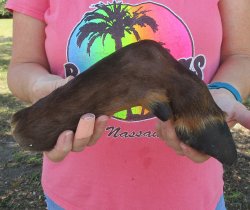Dried Elk Foot, nat...