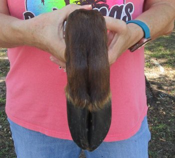 Dried Elk Foot, natural bent pose - 15-1/2 inches in length, buy for $25