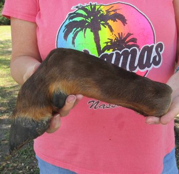 Dried Elk Foot, natural bent pose - 15-1/2 inches in length, buy for $25