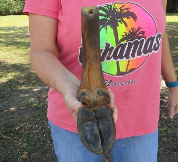 Dried Elk Foot, natural bent pose - 15-1/2 inches in length, buy for $25