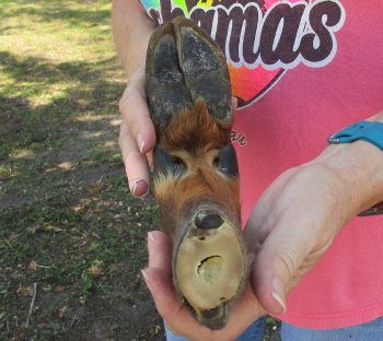 Dried Elk Foot, natural bent pose - 15-1/2 inches in length, buy for $25