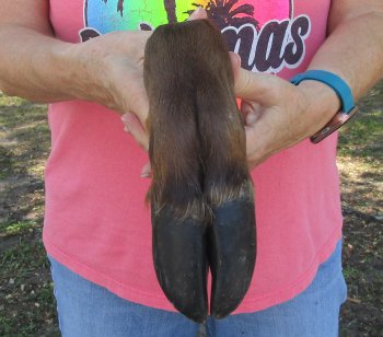 Dried Elk Foot, natural bent pose - 14-1/2 inches in length, buy for $25
