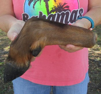 Dried Elk Foot, natural bent pose - 14-1/2 inches in length, buy for $25