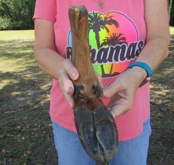 Dried Elk Foot, natural bent pose - 14-1/2 inches in length, buy for $25