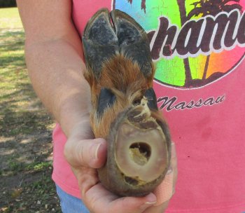 Dried Elk Foot, natural bent pose - 14-1/2 inches in length, buy for $25