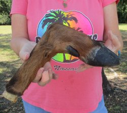 Dried Elk Foot, nat...