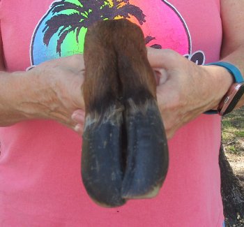 Dried Elk Foot, natural bent pose - 16-1/2 inches in length, buy for $25