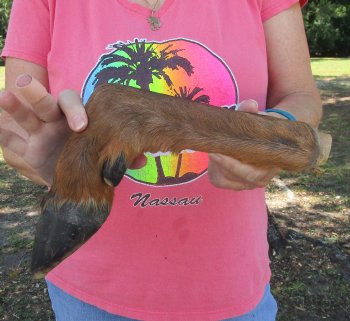 Dried Elk Foot, natural bent pose - 16-1/2 inches in length, buy for $25