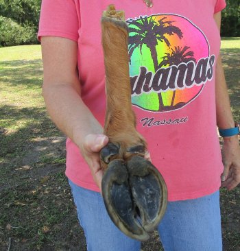 Dried Elk Foot, natural bent pose - 16-1/2 inches in length, buy for $25
