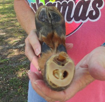 Dried Elk Foot, natural bent pose - 16-1/2 inches in length, buy for $25