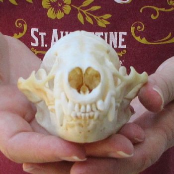 4-3/4" Badger Skull 