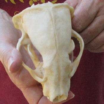 4-3/4" Badger Skull 