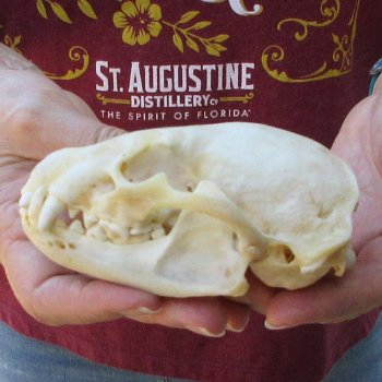 4-3/4" Badger Skull 