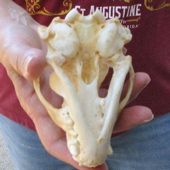 4-3/4" Badger Skull 