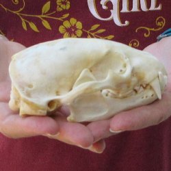 5" Badger Skull