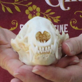 5" Badger Skull 