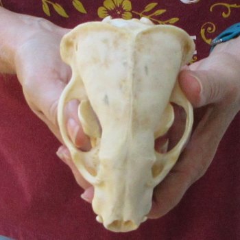 5" Badger Skull 