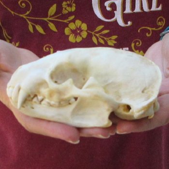 5" Badger Skull 