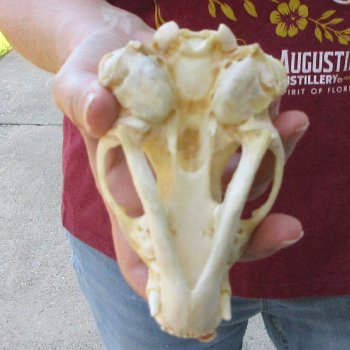 5" Badger Skull 