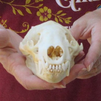 5-1/4" Badger Skull 