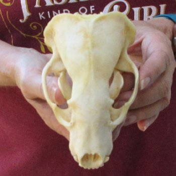 5-1/4" Badger Skull 