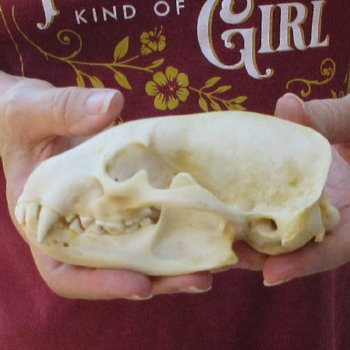 5-1/4" Badger Skull 