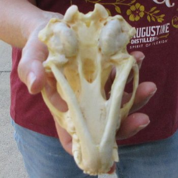 5-1/4" Badger Skull 
