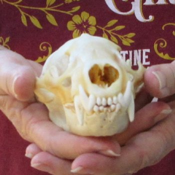 5" Badger Skull 