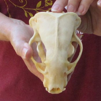 5" Badger Skull 
