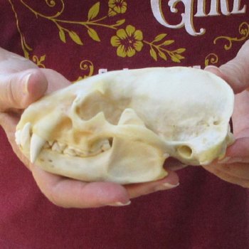 5" Badger Skull 