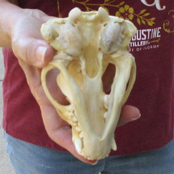 5" Badger Skull 