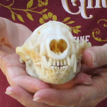 4-3/4" Badger Skull 