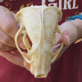 4-3/4" Badger Skull 