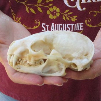 4-3/4" Badger Skull 