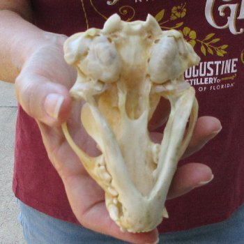 4-3/4" Badger Skull 