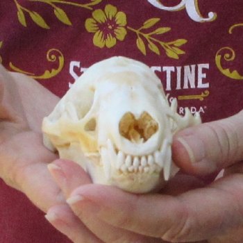 4-1/2" Badger Skull 