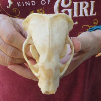 4-1/2" Badger Skull 