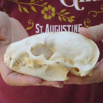 4-1/2" Badger Skull 